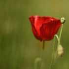 Mohn