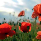 Mohn