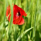 Mohn