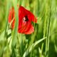 Mohn