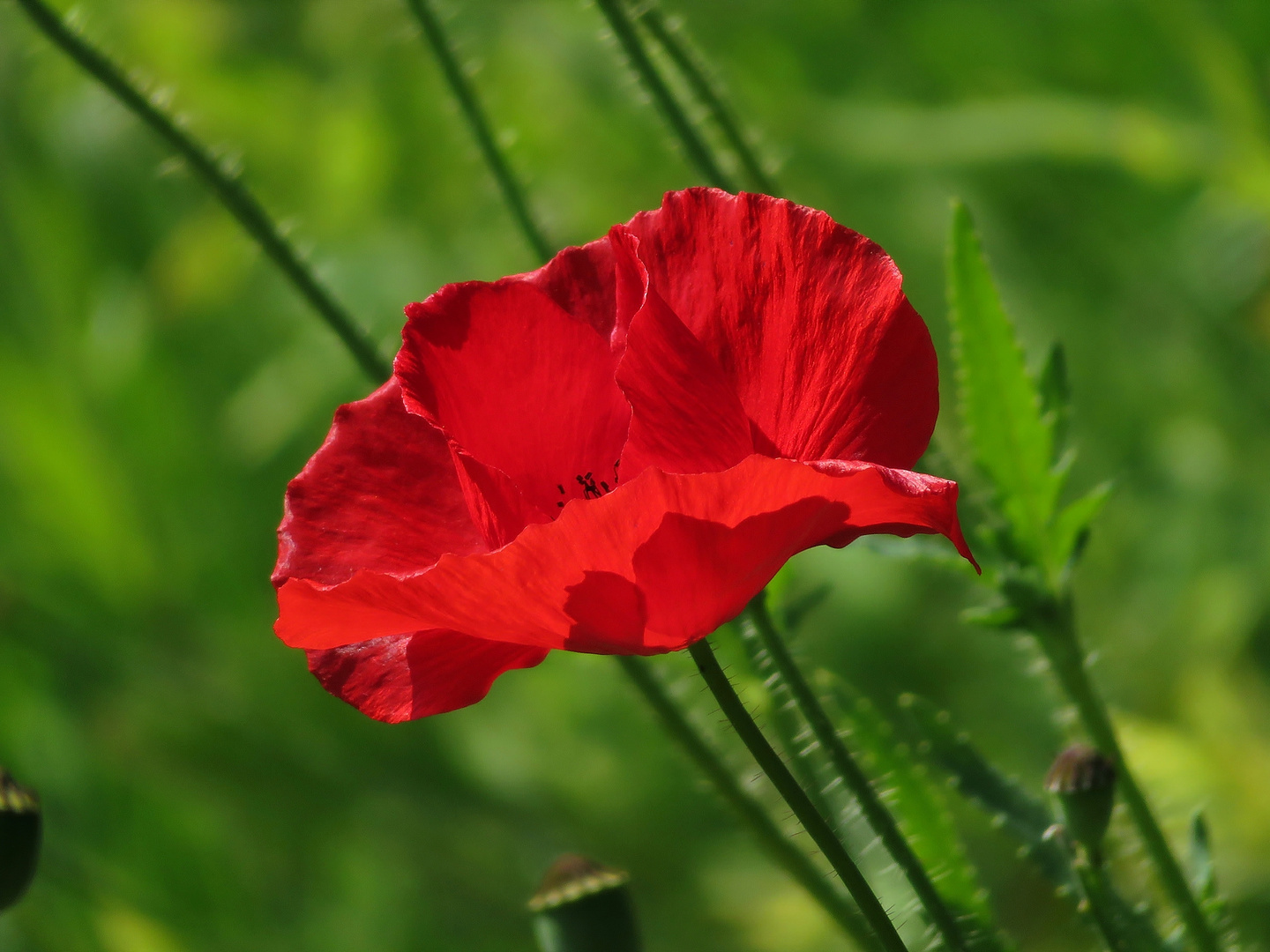 Mohn