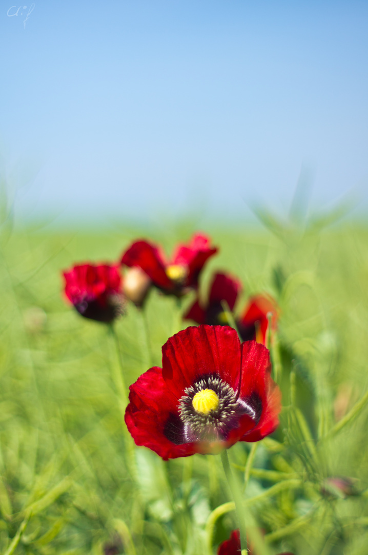 Mohn eben :)