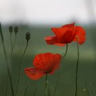 Mohn eben ;)