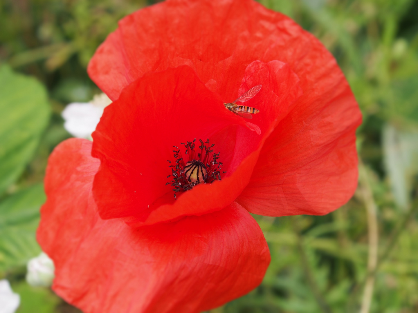 Mohn