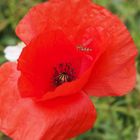 Mohn