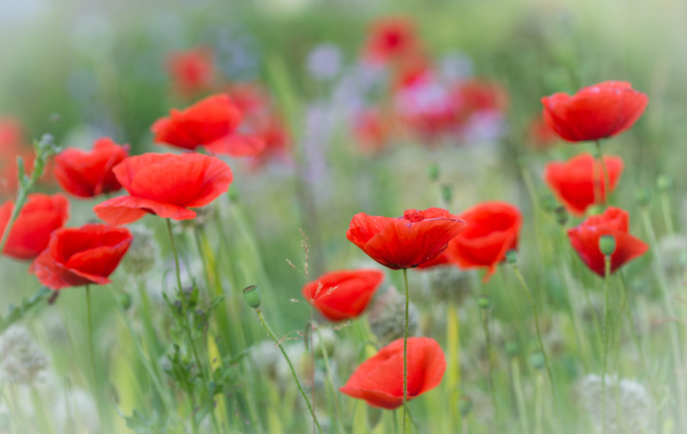 Mohn