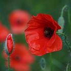 Mohn