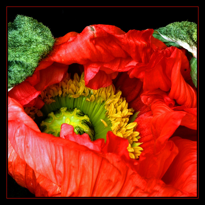 Mohn