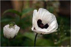 Mohn