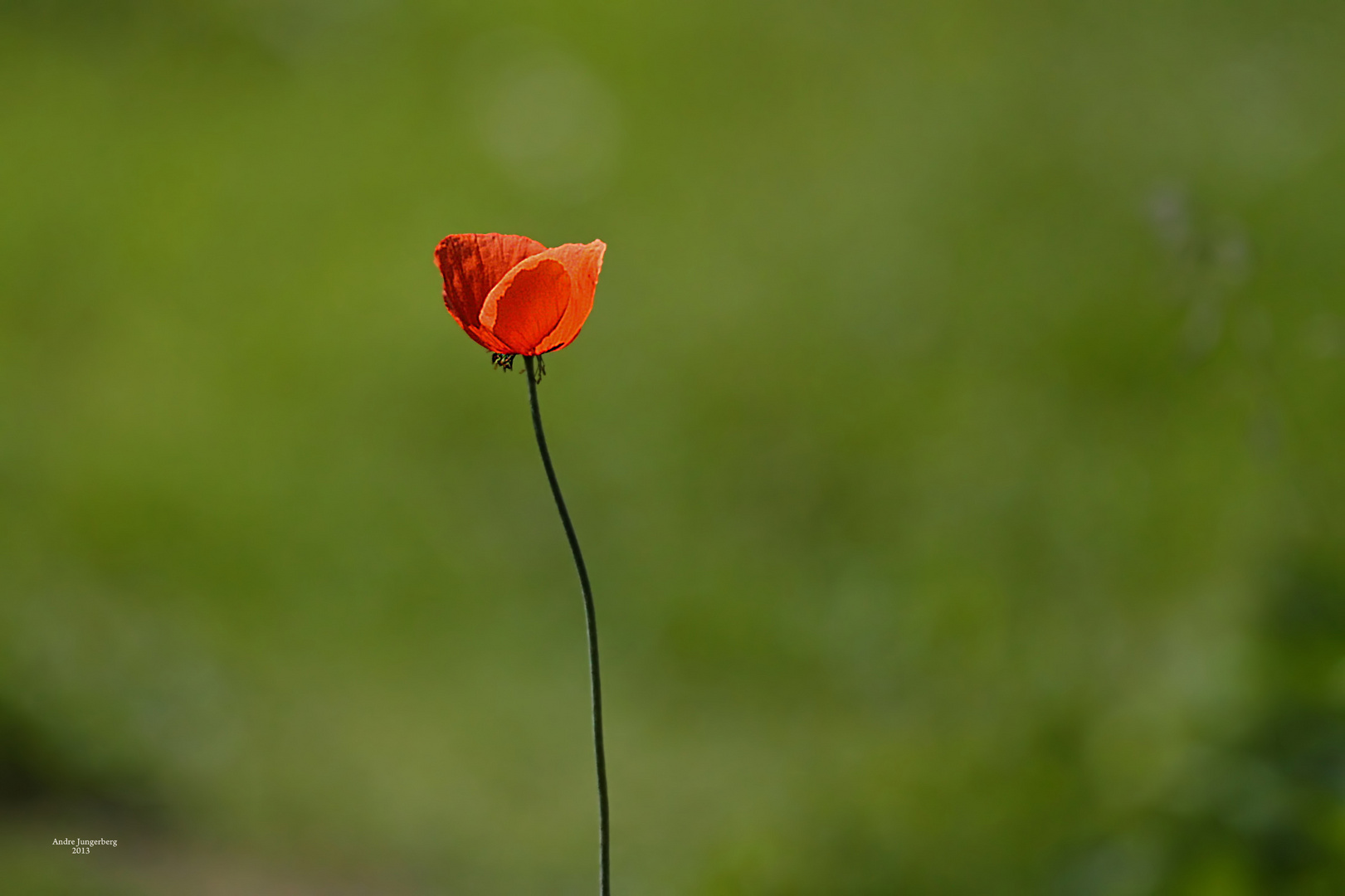 Mohn