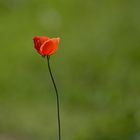 Mohn