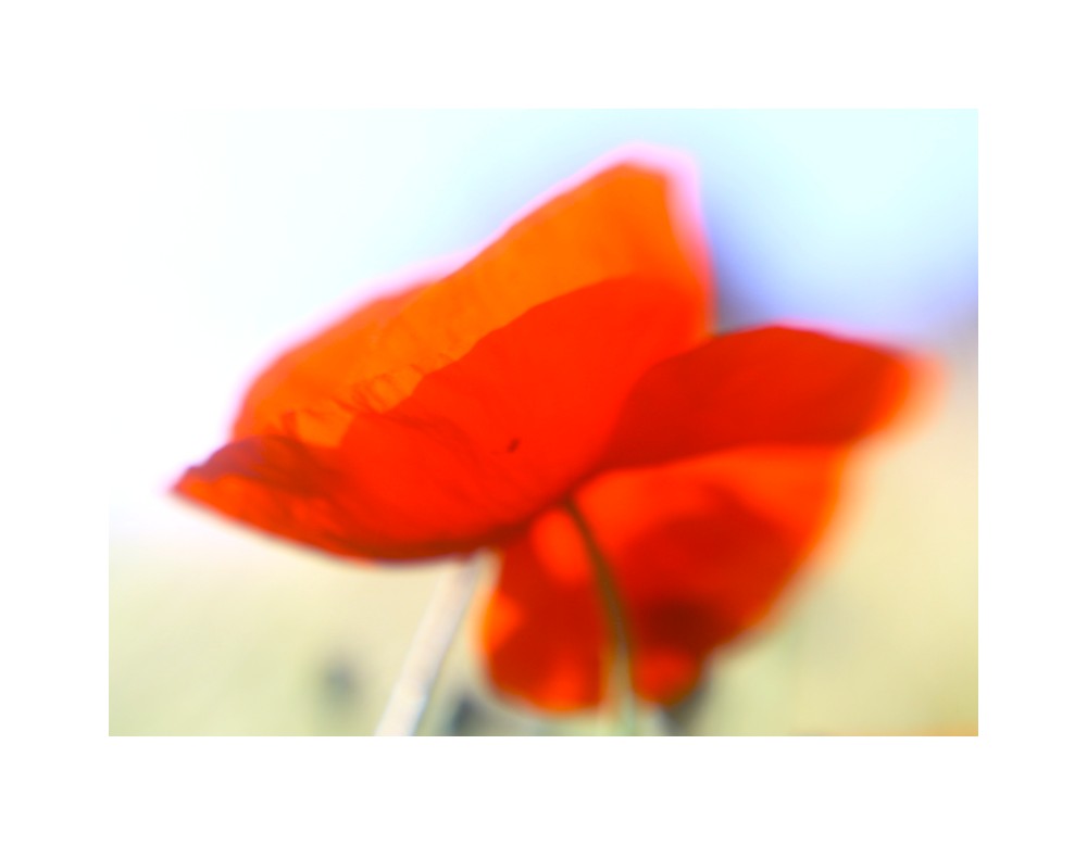 Mohn