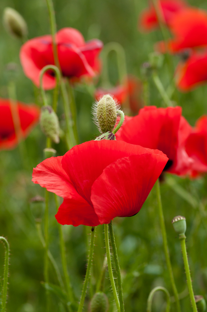 Mohn