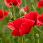 Mohn