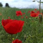 Mohn