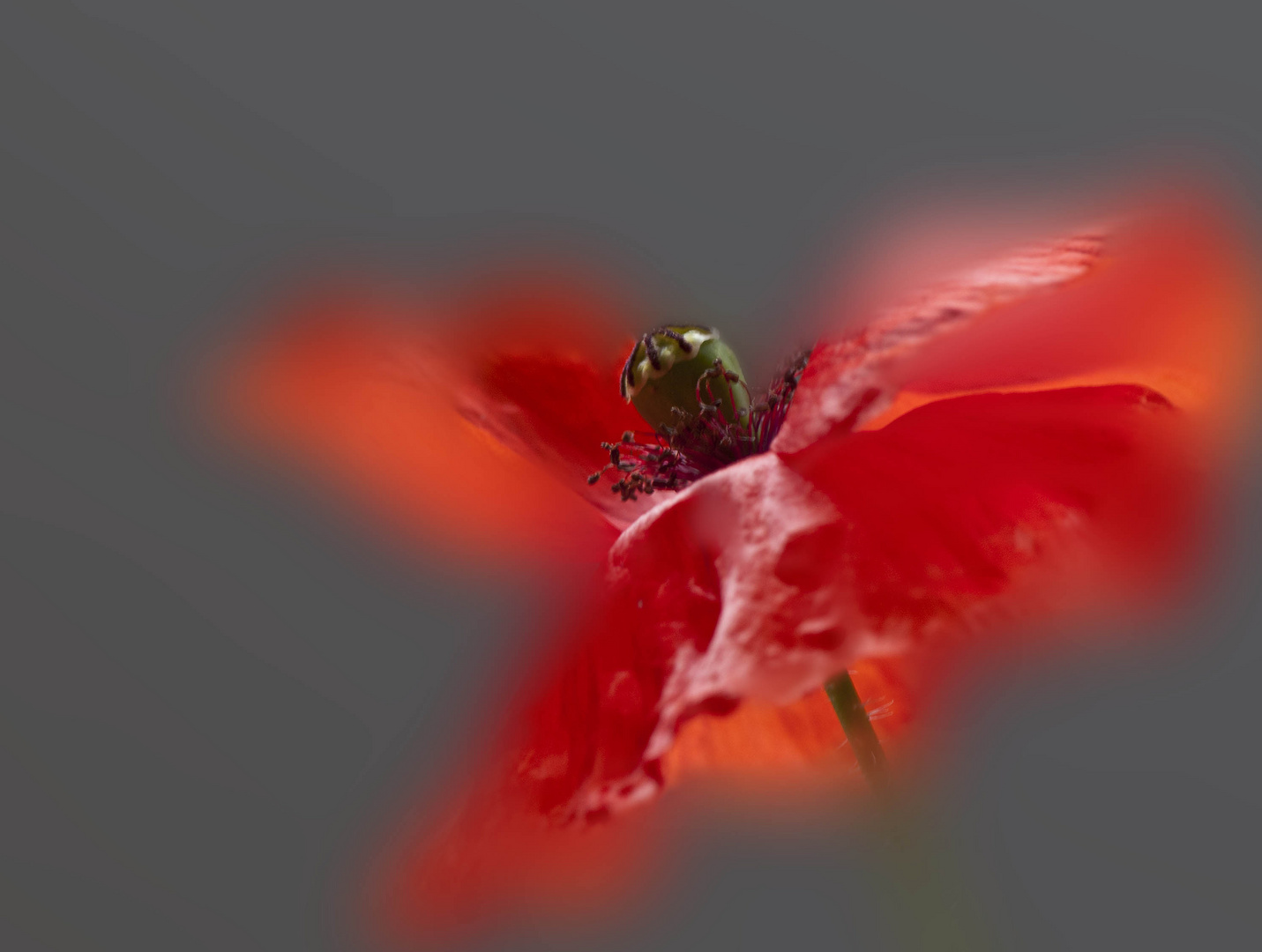 Mohn