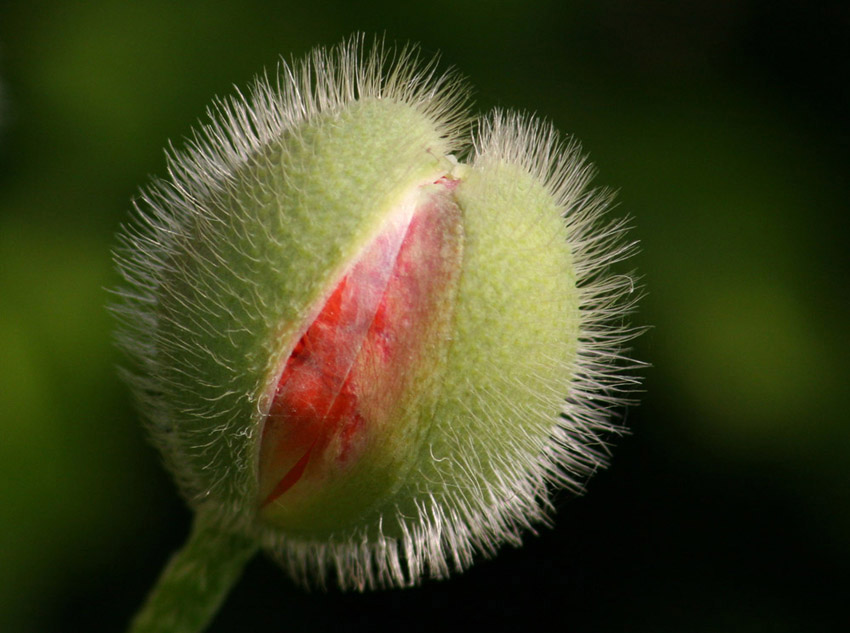 Mohn