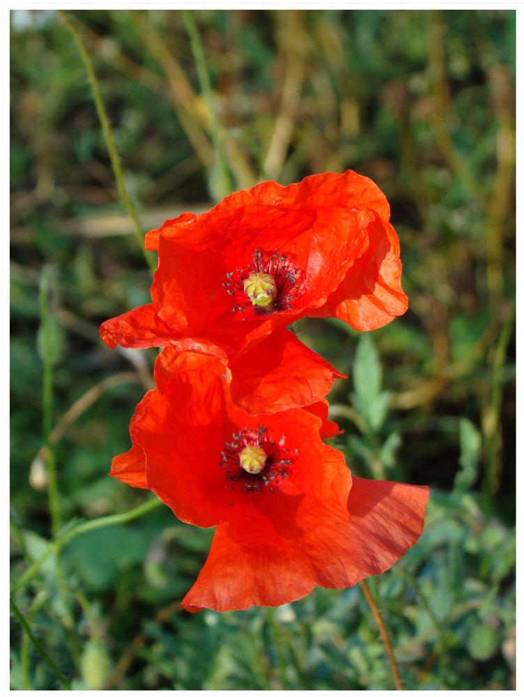 Mohn