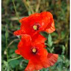 Mohn