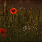 Mohn