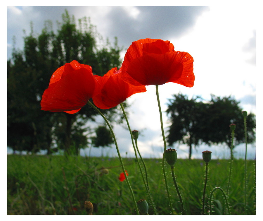 Mohn