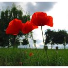 Mohn