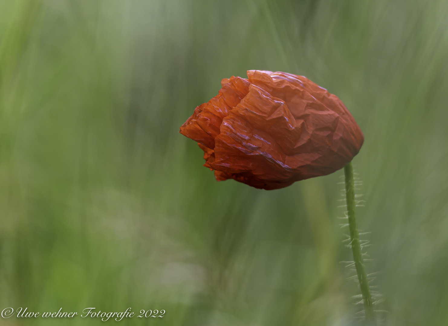 Mohn