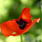 Mohn