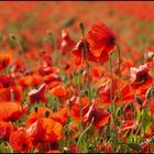 Mohn