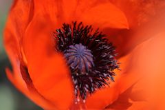 Mohn