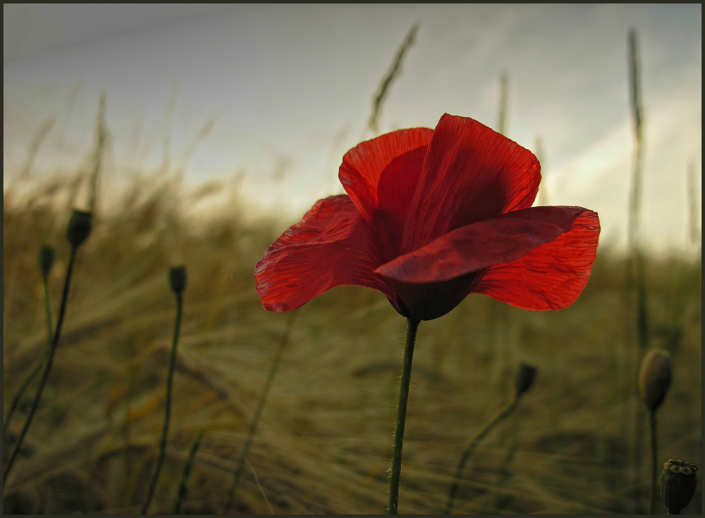 Mohn