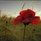 Mohn