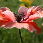 Mohn