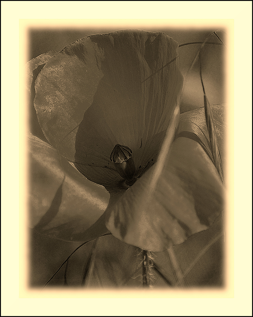 Mohn 