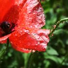 Mohn