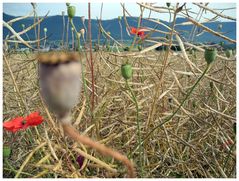 Mohn...