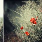 Mohn