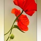 Mohn