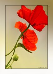 Mohn