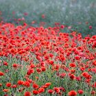 Mohn