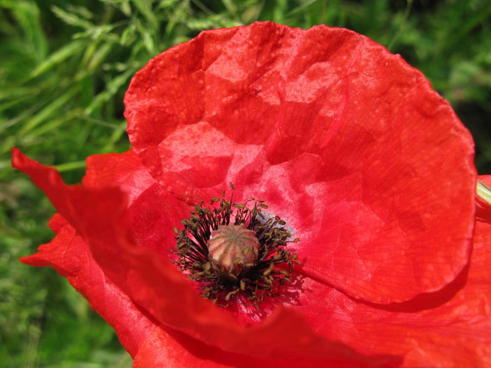 Mohn