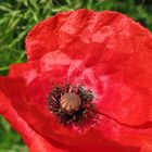 Mohn