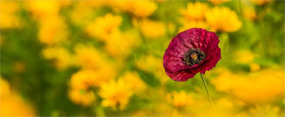 … Mohn-Eiland im Sonnenhut-Meer …