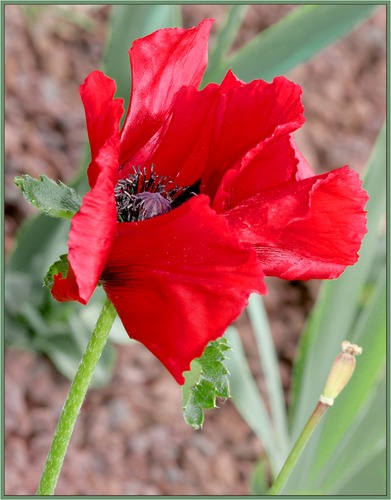 Mohn; Ein Blümchen ??