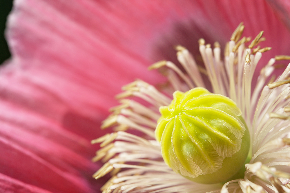 Mohn ein Einblick