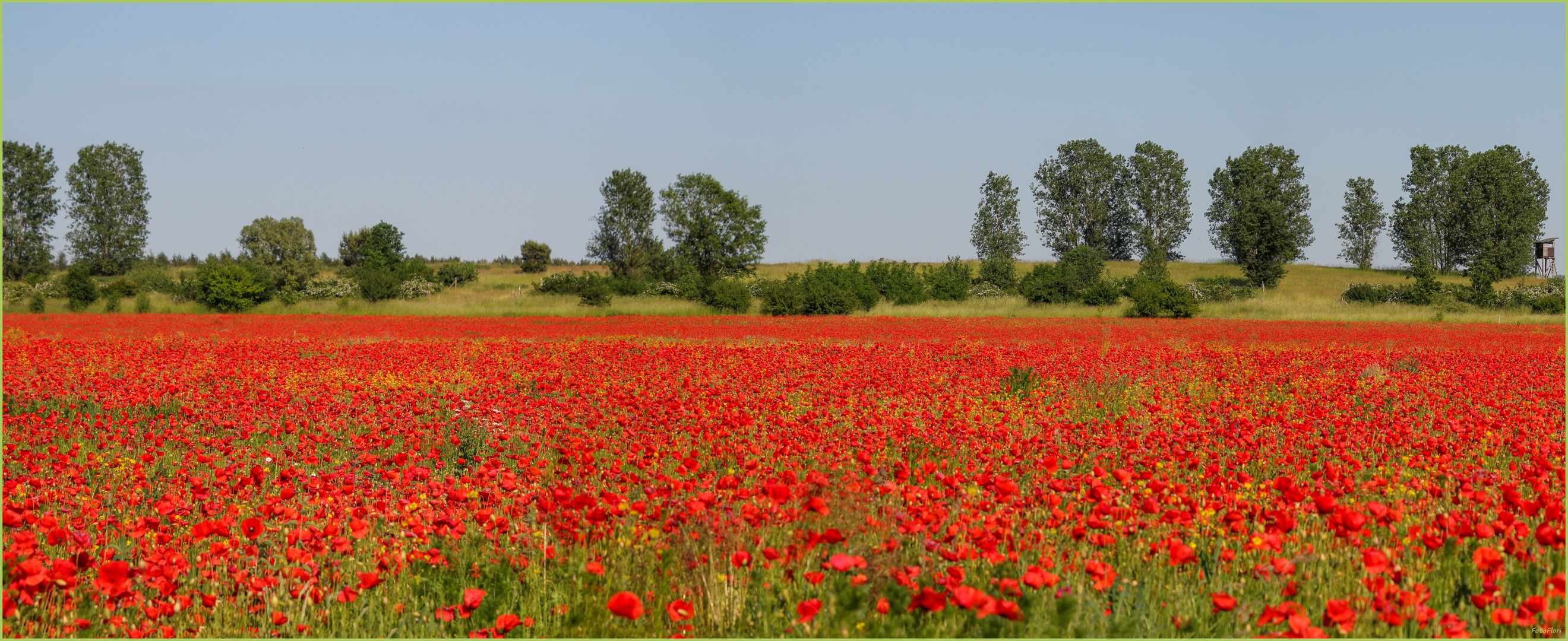 Mohn - ein ganzes Feld