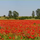 Mohn - ein ganzes Feld