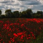 Mohn, ein Motiv für Claude Monet und für mich