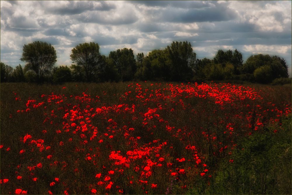 Mohn, ein Motiv für Claude Monet und für mich