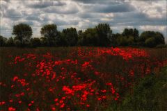 Mohn, ein Motiv für Claude Monet und für mich